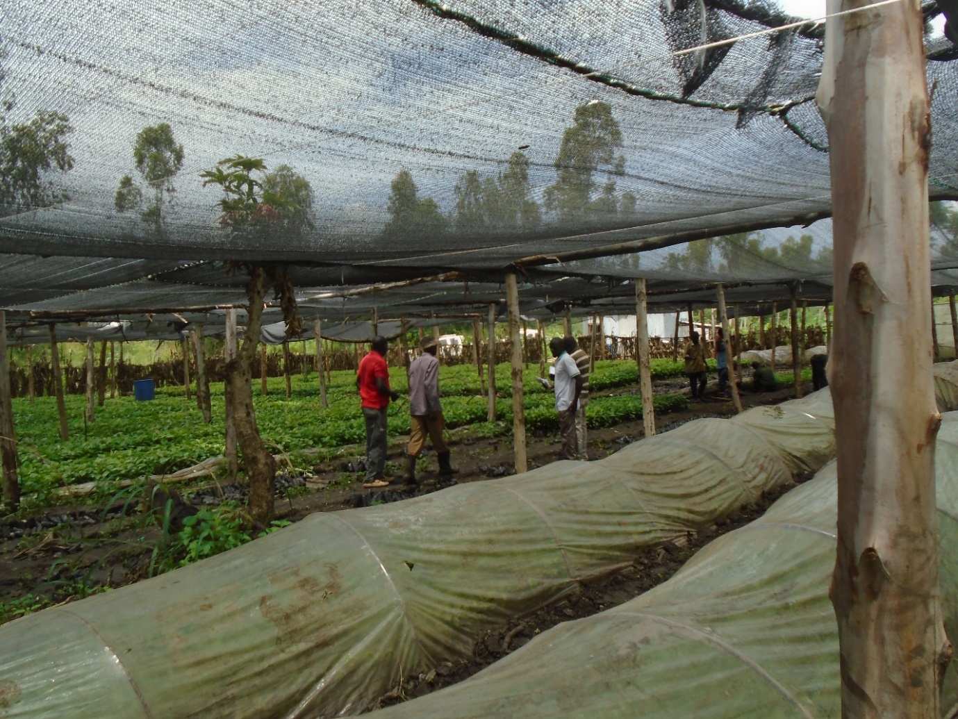 Picture of trees growing under a net with workers tending the saplings