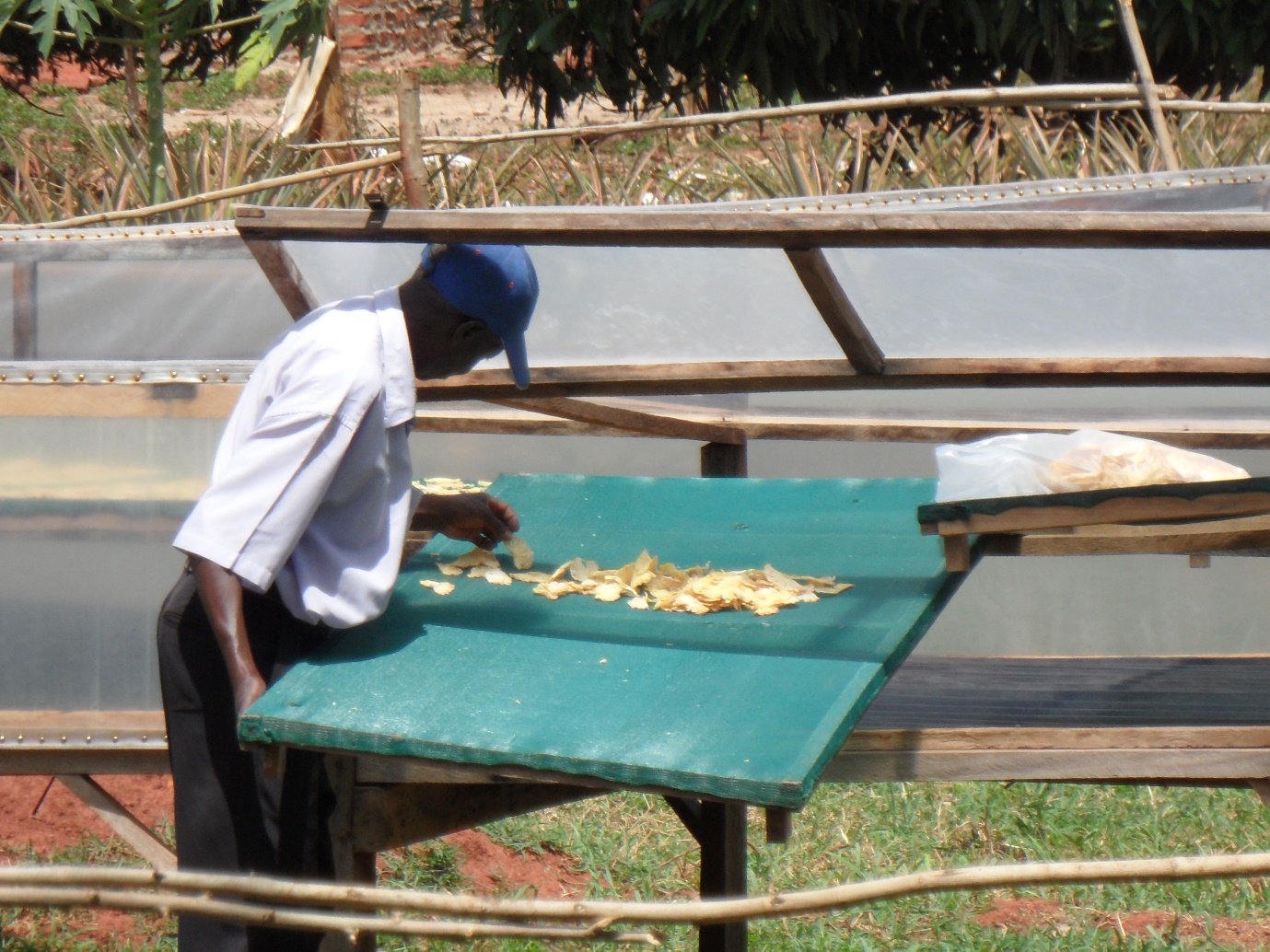 Picture of man drying fruit on a teal table